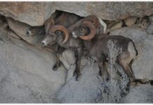 Secretaría de Agricultura iniciará monitoreo aéreo de borrego cimarrón en Sonora*