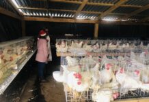 Familias de la comunidad del Kipor fueron beneficiadas con proyecto de gallinas ponedoras