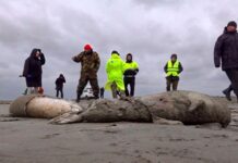 Aparecen 1.700 focas muertas en costas rusas