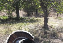 Yécora invita al torneo de cacería de guajolote silvestre en su edición número 13.