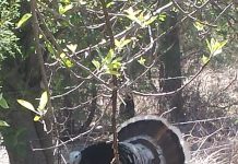 BASES PARA LOS CAZADORES INTERESADOS EN PARTICIPAR EN EL TORNEO INTERNACIONAL DE GUAJOLOTE SILVESTRE EN SU EDICIÓN NÚMERO 13,EL CUAL SE LLEVARA A CABO EL YECORA SONORA LOS DÍAS 21,22 Y 23 DE DE ABRIL DEL 2023.