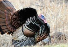 BASES PARA LA PARTICIPACIÓN EN EL 13vo. TORNEO INTERNACIONAL DE CACERÍA DE GUAJOLOTE SILVESTRE, YÉCORA, SONORA, MEXICO