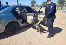 Binomios caninos K-9 colaboran en operativos de la Policía Estatal