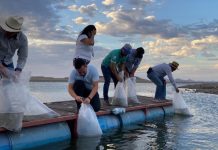 Gobierno de Sonora impulsa pesca en embalses