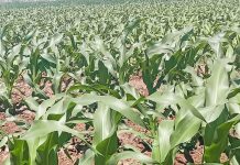 Promueve Secretaría de Agricultura de Sonora creación de huertos urbanos