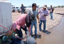 Siembra Gobierno de sonora 800 mil crías de tilapia en la presa El Oviáchic de Cajeme