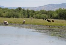 Producen ganaderos de Sonora más de 730 mil toneladas de carne en 2023