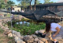 Refuerza Cobach Sonora participación de estudiantes en la conservación del pez pupo