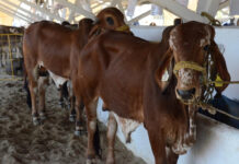 Sader declara a Sonora como Zona Libre de Brucelosis bovina, caprina y ovina