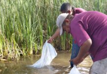 Apoya IAES en producción sustentable a Cooperativa Acuícola Yaqui