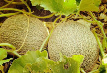 Espera Sagarhpa estudios determinen origen del brote de salmonella en Canadá y Estados Unidos