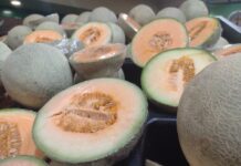 Descartan Senasica y Cofepris que el melón sonorense fuera causante de brote de salmonella en Estados Unidos y Canadá