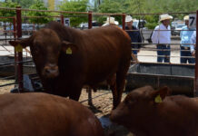 Es Sonora segundo lugar nacional en exportación de ganado a Estados Unidos