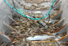 Se mantiene Sonora dentro de los principales productores de camarón de cultivo en el 2023