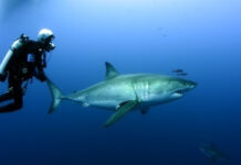 Lanza Sagarhpa recomendaciones por presencia de tiburones