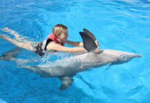 Amplía el delfinario Sonora sus días de atención durante días santos