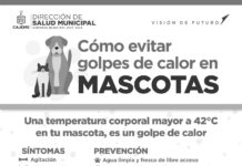 ¡Cuida a tus mascotas de las altas temperaturas!