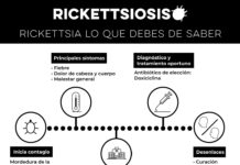 Insta Salud Sonora a prevenir la rickettsia manteniendo los hogares limpios