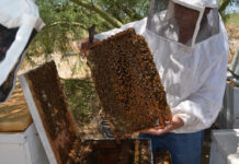 Centro de reproducción apícola busca tener abeja calidad Sonora