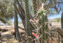 Promueve Universidad de la Sierra conservación de plantas nativas del desierto sonorense