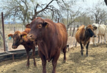 Atiende Gobierno de Sonora a productores ganaderos del Sur de Sonora