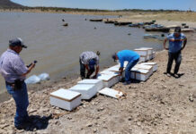 Incentiva el IAES desarrollo económico con repoblamiento de tilapia en “El Molinito”