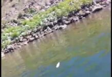 Autoridades investigan reporte en Río Yaqui por el momento no se ha detectado posible fuente de contaminación