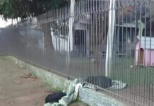 Perrita comparte su cobija con un perrito callejero.