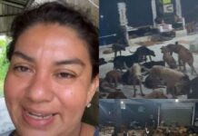 se hizo viral a nivel nacional un refugio para perros llamado ‘Cachorrilandia’ en Quintana Roo