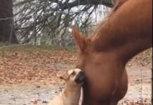 «Hay tanto que aprenderles a los animales