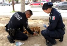 Elementos de la Policía Estatal recibieron capacitación en el tema de maltrato animal