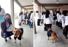 Perrito se gradúa de la primaria y le entregan su reconocimiento.