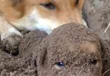 Los «Perritos de chocolate».