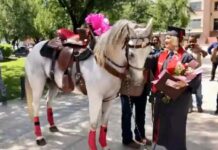 Joven recién graduada es sorprendida por su padre con un caballo como regalo.