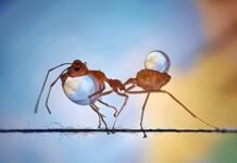 Captan a par de hormigas transportando gotas de agua.