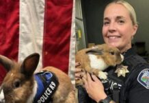 Conoce a Percy, el conejito policía.