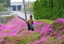 Este esposo se pasó 2 años plantando miles de flores para que su esposa ciega las pueda oler.