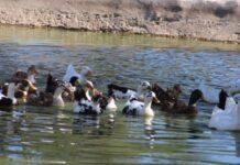 La Jungla”: nueva área en el CES ofrece una interacción con animales