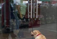 Perrito espera pacientemente a su dueño afuera del banco.