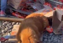 Perrito participa en rapiña de galletas y se vuelve tendencia en redes sociales.