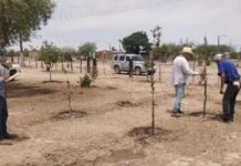 Promueve el Gobierno de Sonora la creación de huertos familiares