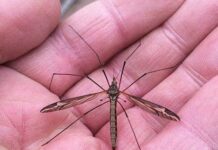 ¿Has visto este insecto? No es un mosquito gigante y no es peligroso.