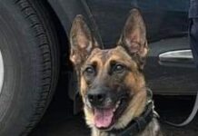 Binomios K-9 de la Policía Estatal incautan narcótico en Hermosillo*