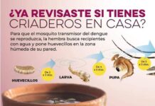 Trabajo preventivo de Salud Sonora disminuye defunciones por calor y rickettsiosis