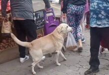 Perrito responsable! Va solito al mercado y se «compra» su alimento.