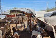 Gobierno de Sonora apoya a productores Comca’ac en proyectos de infraestructura y ganado