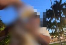 A prisión sujeto que le dio de tomar cerveza a un perro en Yucatán.