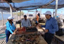 Logra el Instituto de Acuacultura del Estado acreditación Nodess para impulsar la ostricultura