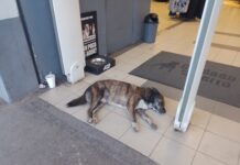 TIENDA DE ROPA «CUIDADO CON EL PERRO» DE CIUDAD OBREGÓN DEJA ENTRAR A REFRESCARSE A LOS PERRITOS EN EL AIRE ACONDICIONADO PARA MITIGAR EL CALOR.