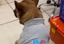 Farmacias Guadalajara tiene un nuevo empleado; «El Gordo», un perrito de la calle